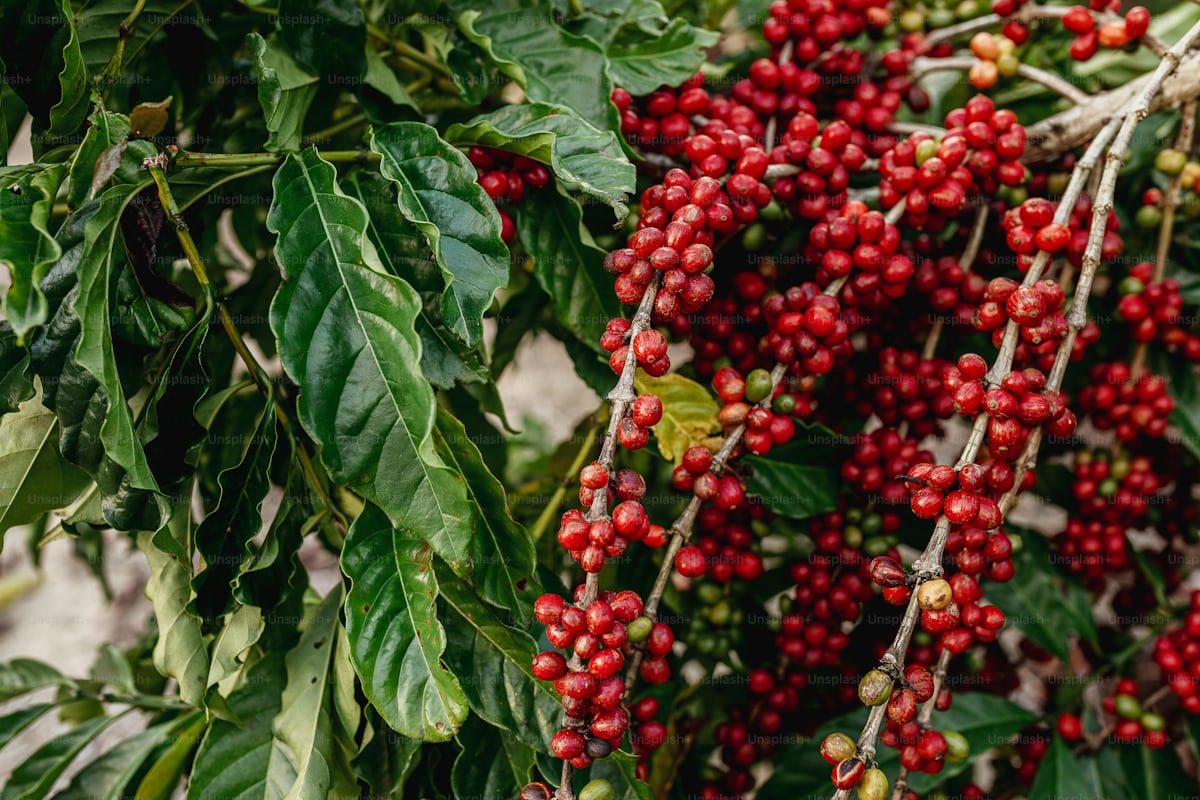 El Cultivo del Café Hondureño