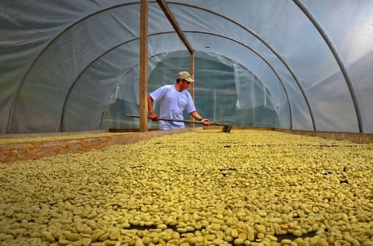 Secado y control de calidad del café verde