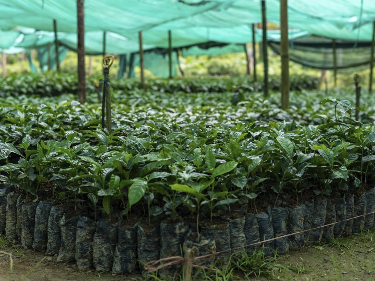 Plántulas de café en vivero bajo malla de sombra verde