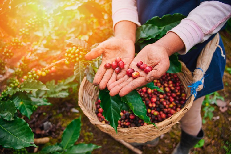 Cesta llena de cerezas de café recién recolectadas