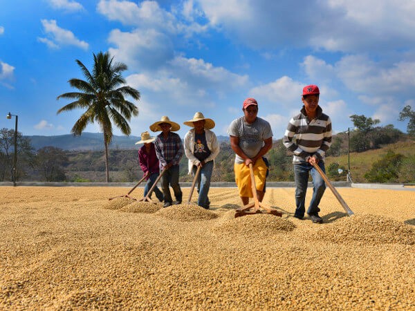 Trabajadores rastrillando granos de café al sol