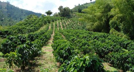 Finca de café en las montañas de Honduras al amanecer